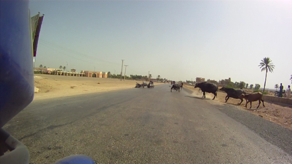 An Australian biker had a cow accident. No injuries or damage to him, the cow or the bike.